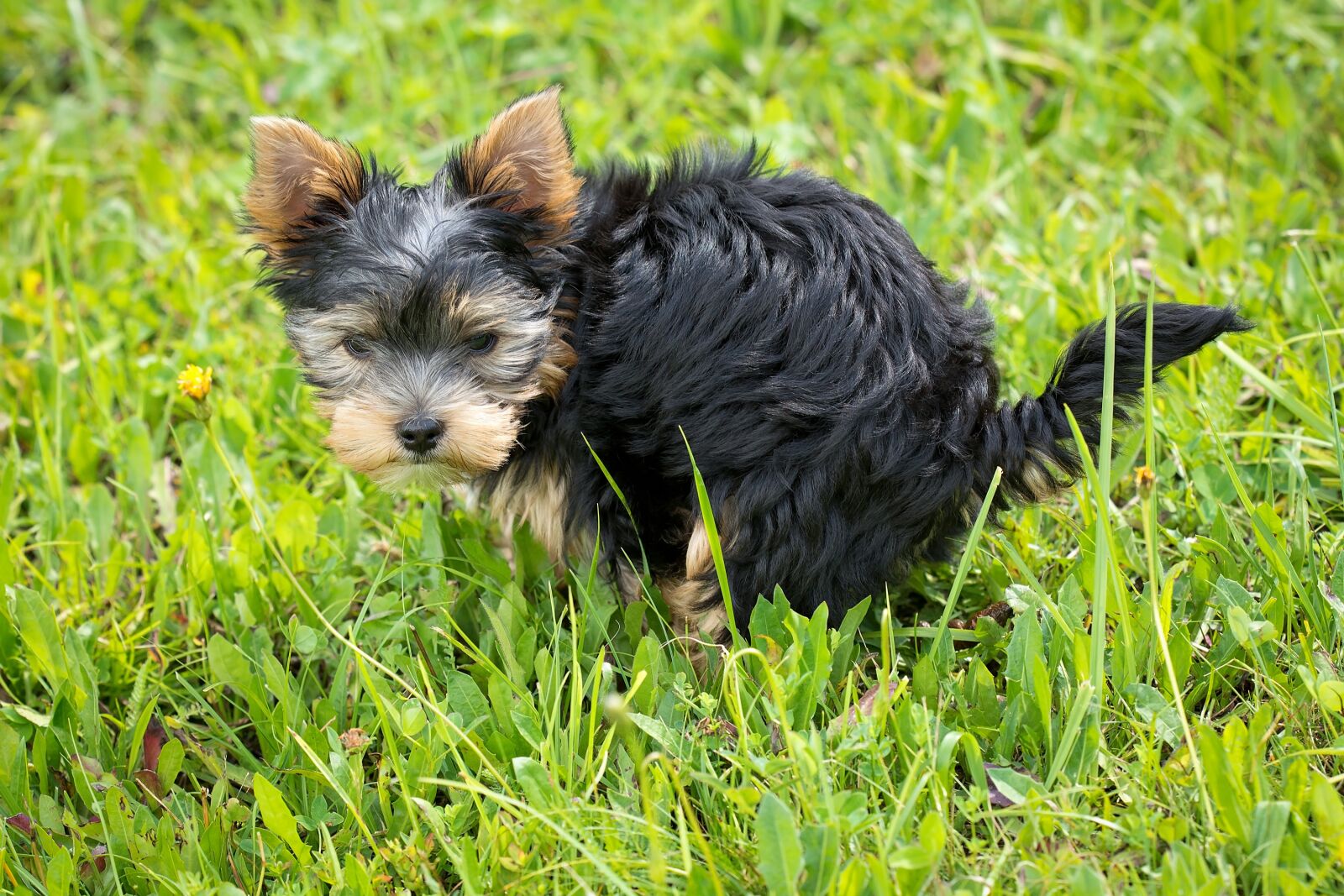 Nikon D7100 sample photo. Dog, puppy, animal photography
