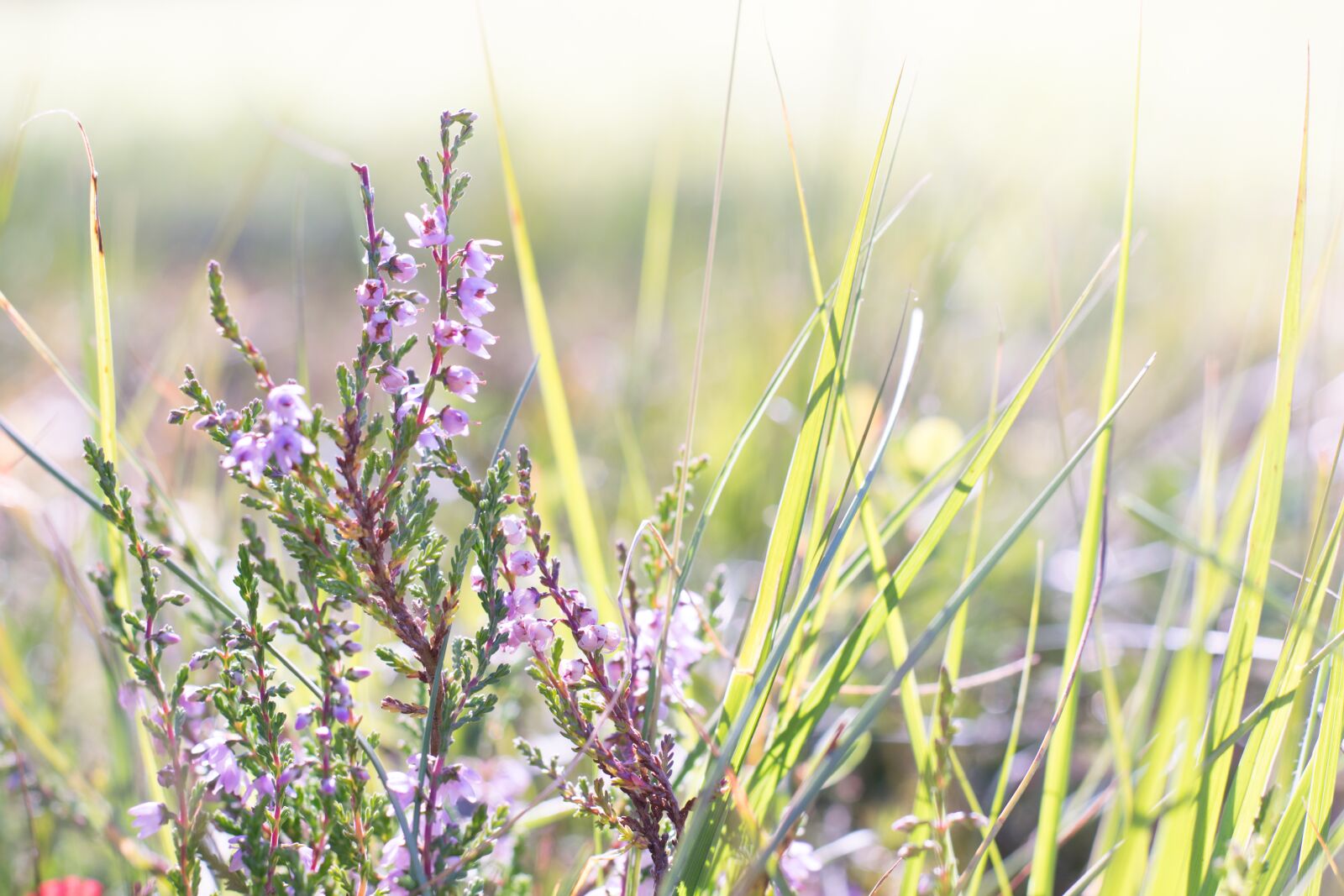 Nikon D5300 sample photo. Heather, flower, plant photography