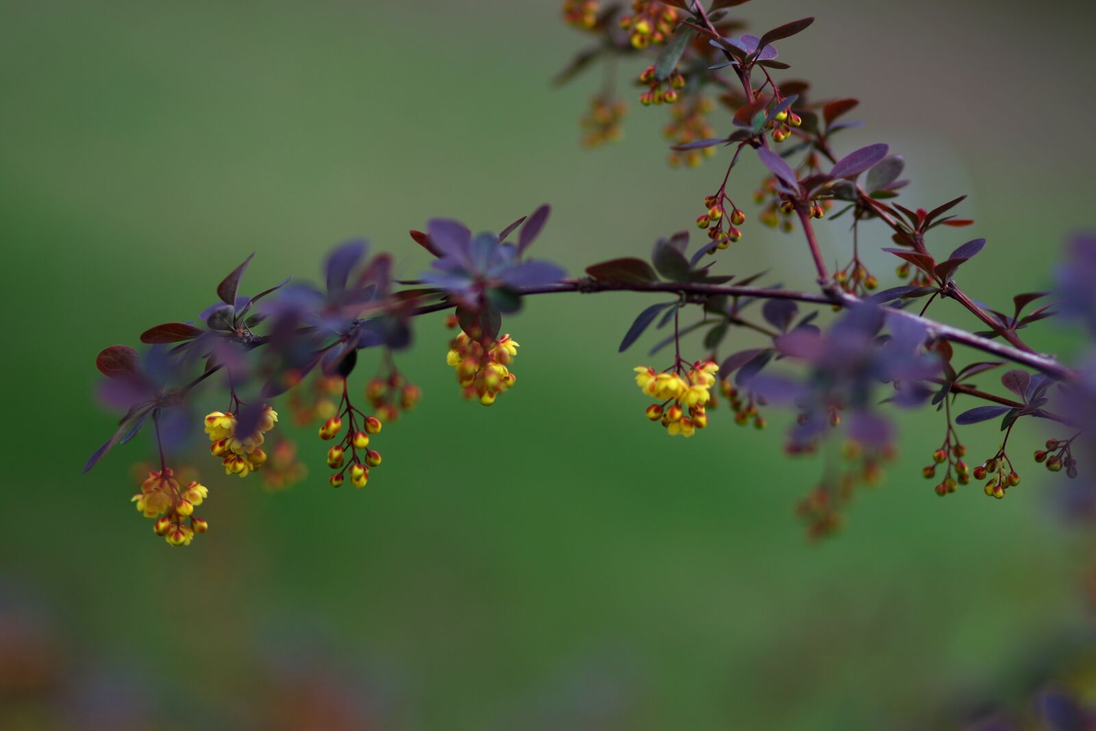 Canon EF 85mm F1.8 USM sample photo. Flowers, yellow, casey photography
