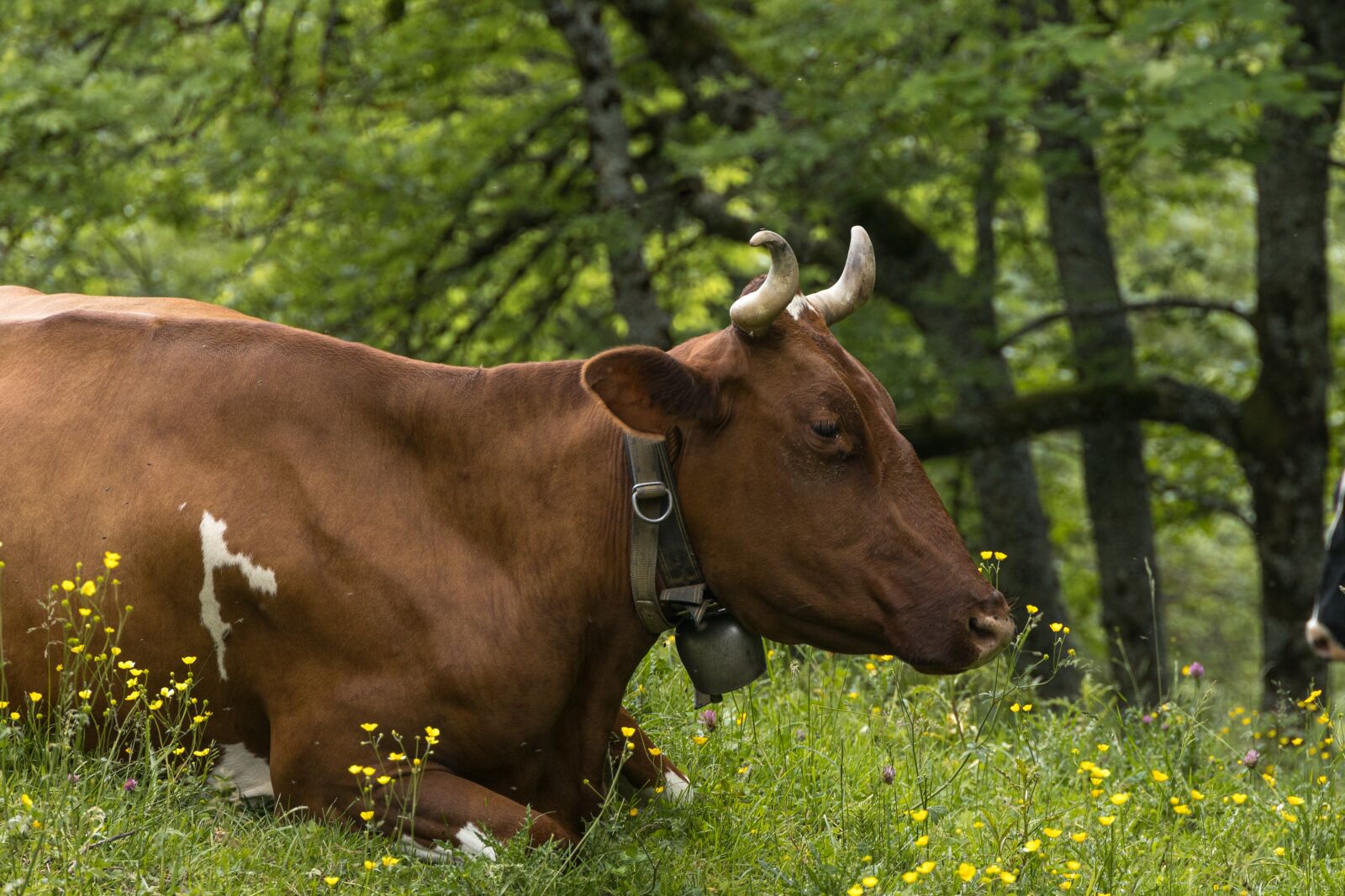 Canon EOS R sample photo. Cow, horns, pasture photography