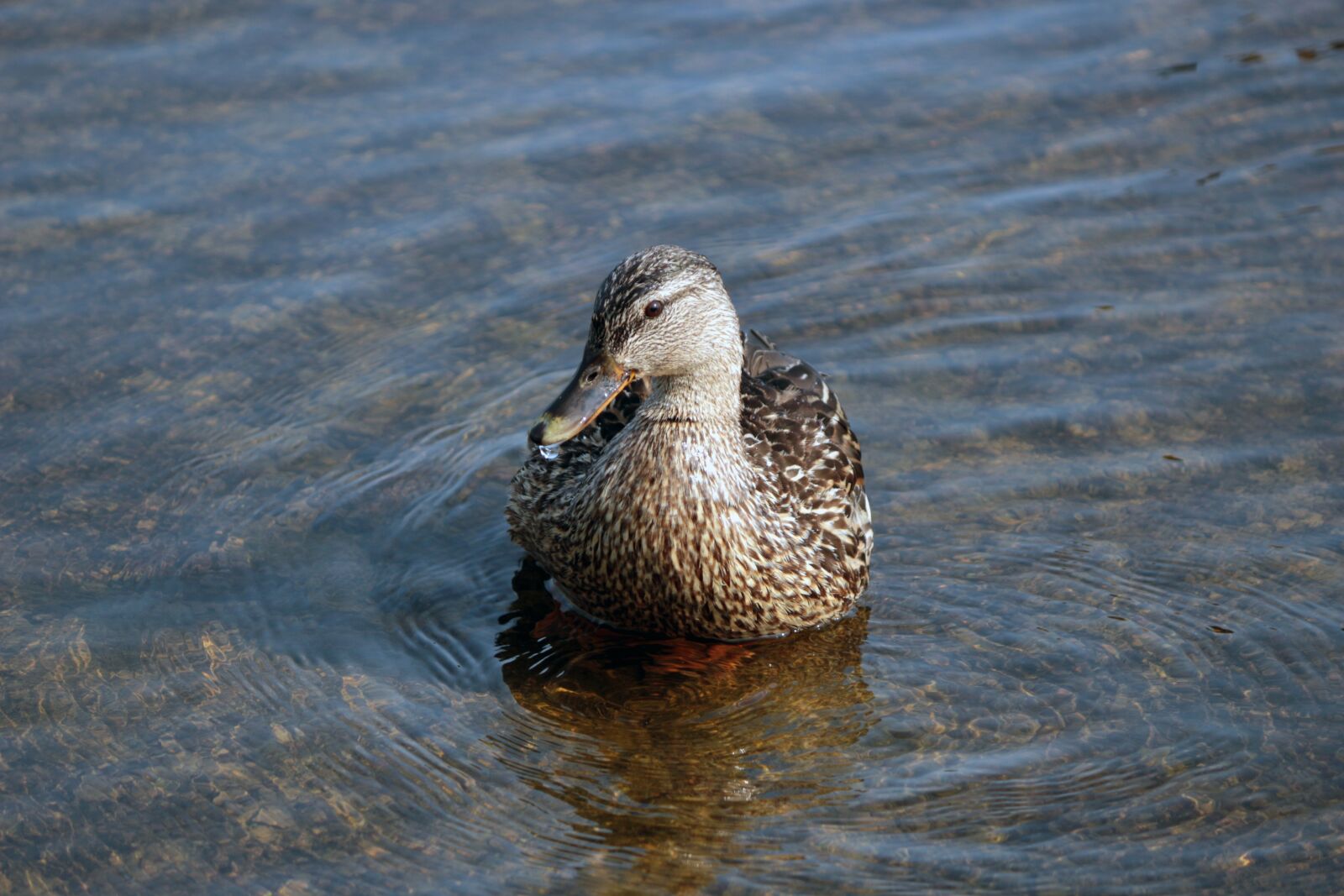 Canon EOS 100D (EOS Rebel SL1 / EOS Kiss X7) + Canon EF-S 55-250mm F4-5.6 IS II sample photo. Duck, nature, water photography