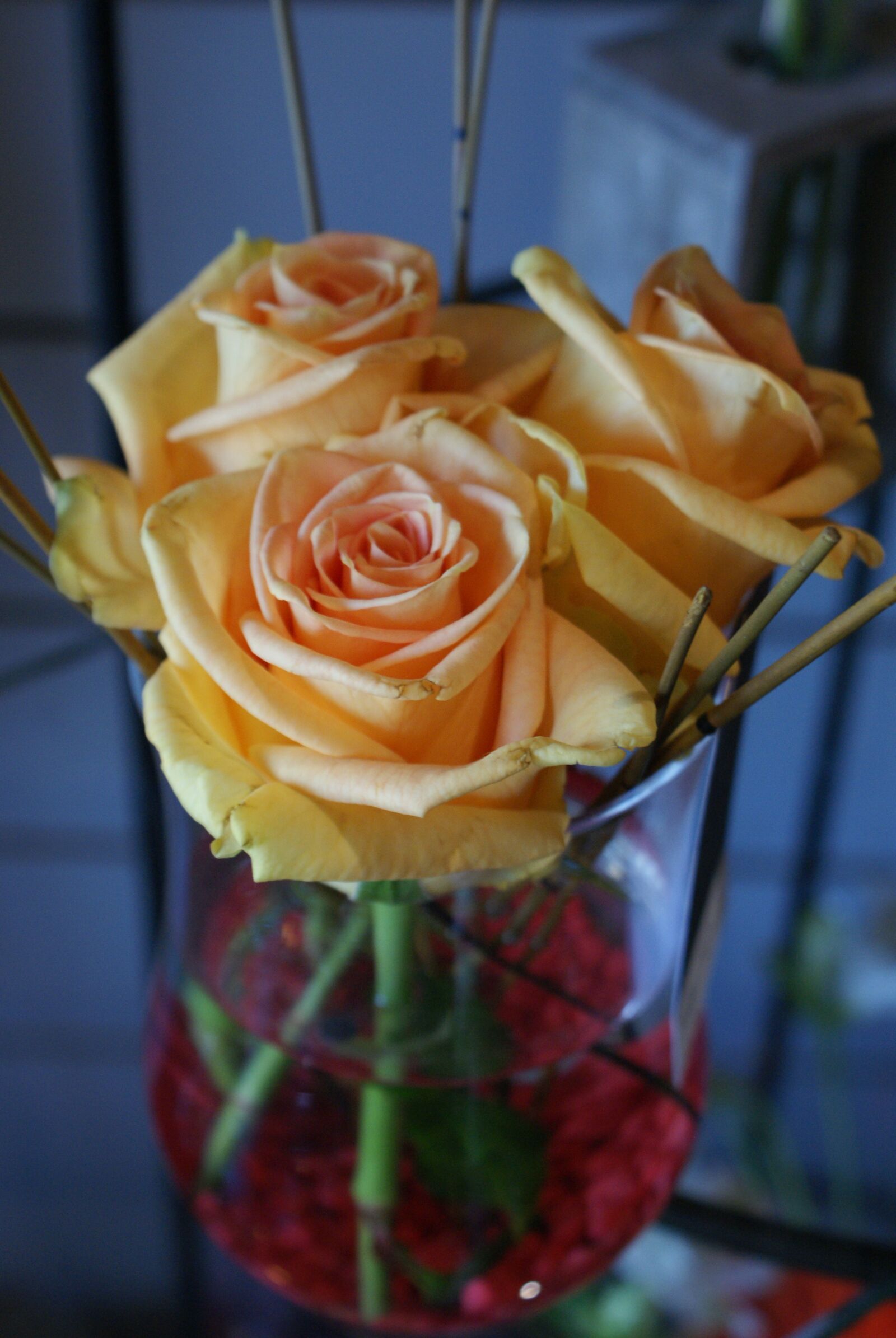 Sony Alpha DSLR-A200 sample photo. Rose, flower, floral photography