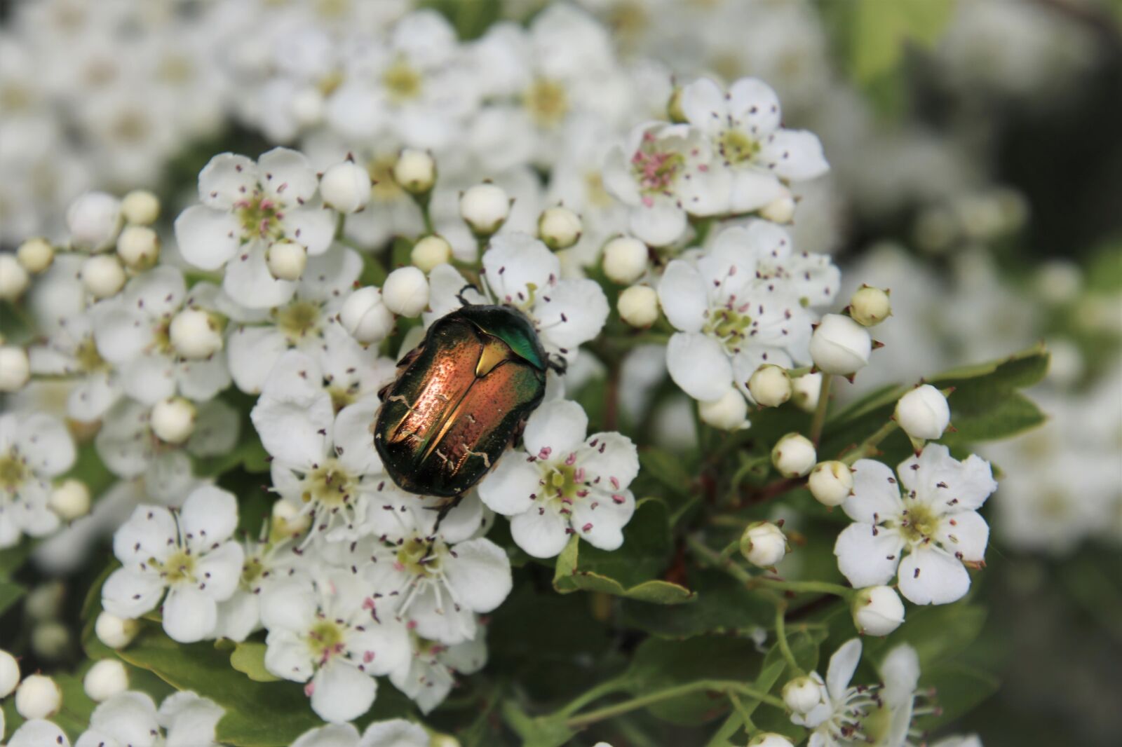 Canon EOS 80D sample photo. The beetle, beetle, insect photography