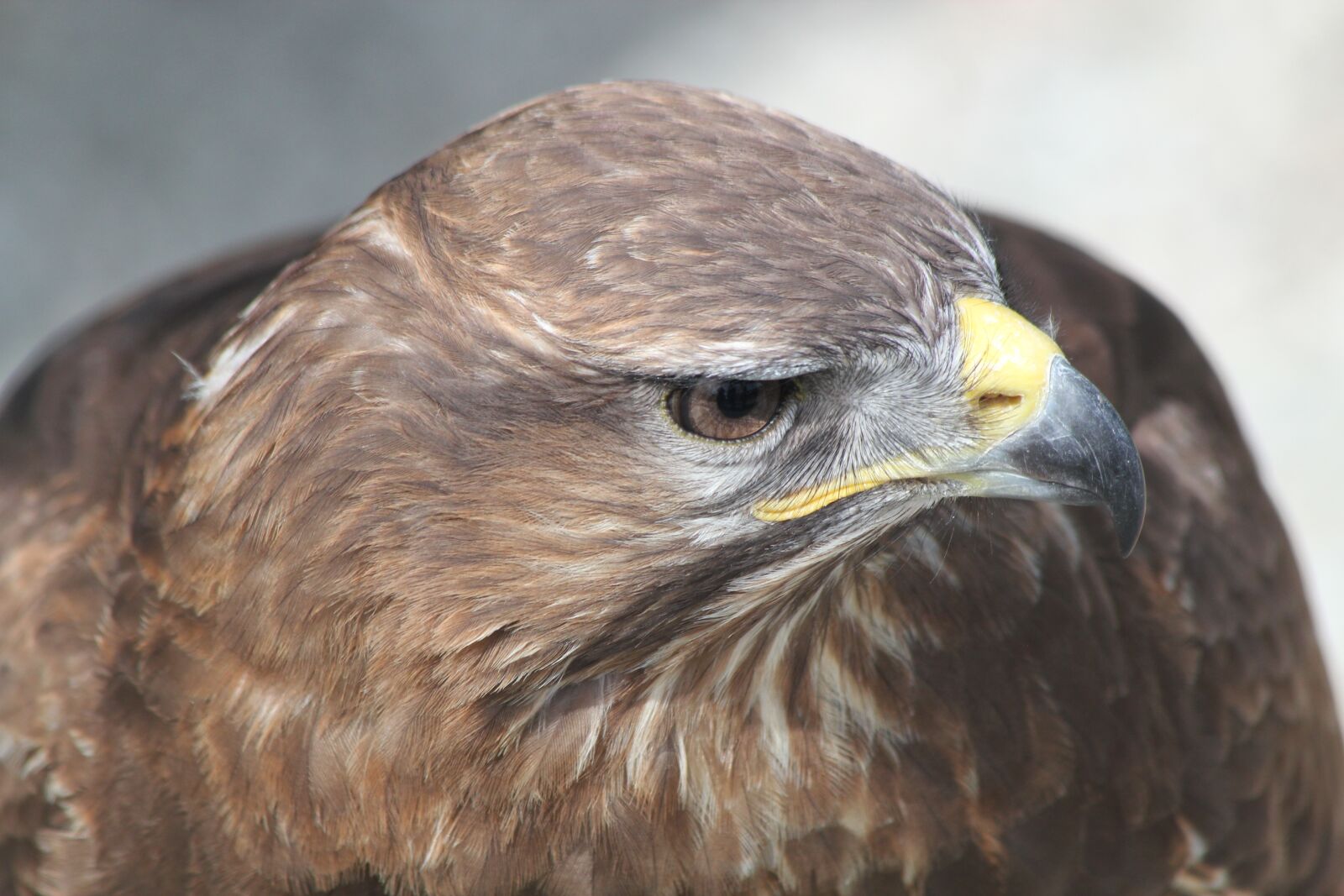 Canon EOS 550D (EOS Rebel T2i / EOS Kiss X4) sample photo. Eagle, bird, portrait photography