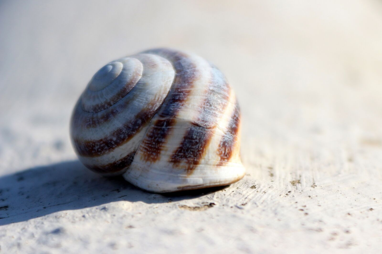 Canon EOS 650D (EOS Rebel T4i / EOS Kiss X6i) sample photo. Snail, sun, spiral photography