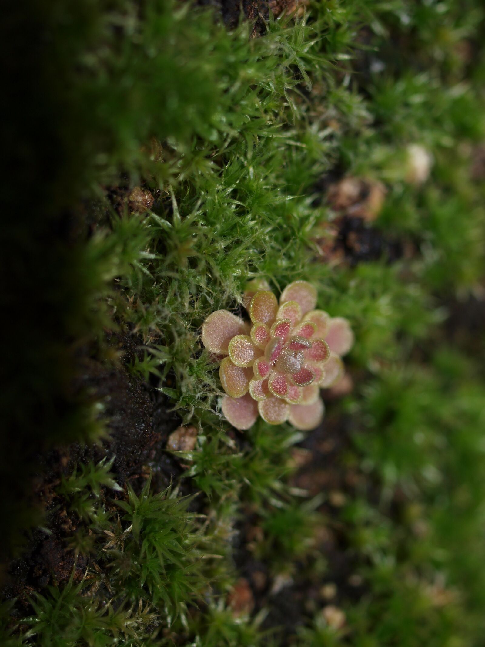 Olympus E-420 (EVOLT E-420) sample photo. Pinguicula debbertiana, butterwort, carnivores photography
