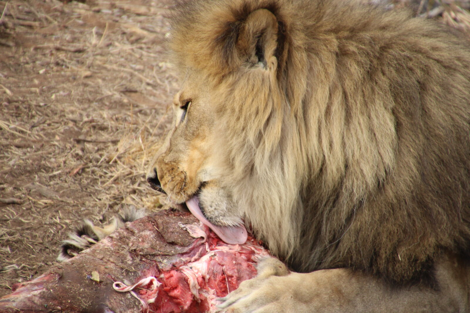 Canon EOS 7D Mark II sample photo. Animal, eat, hare, hungry photography