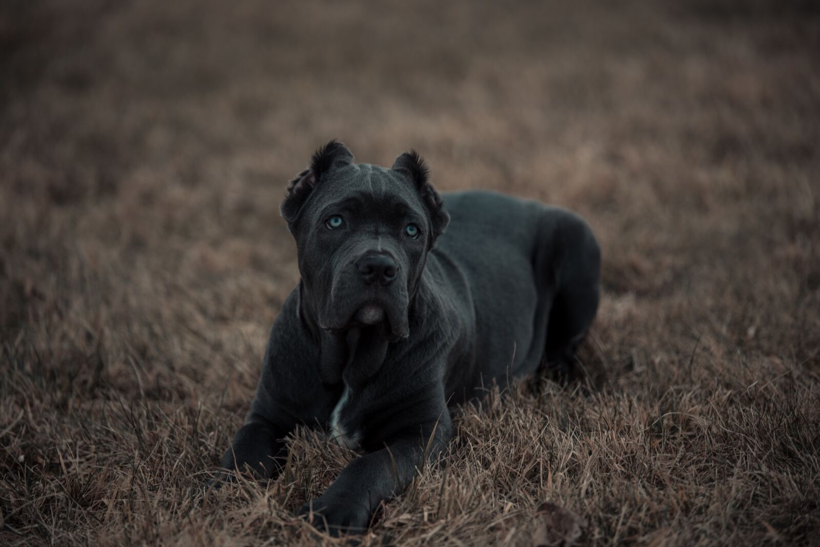 Canon EOS 6D sample photo. Bandog, puppy, blue eyes photography