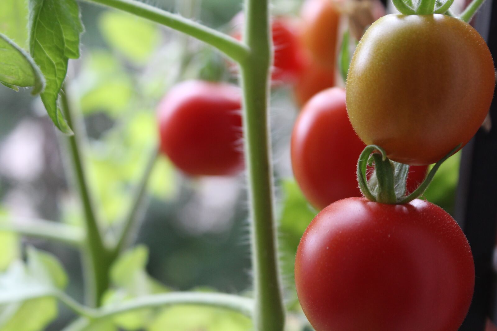 Canon EOS 1200D (EOS Rebel T5 / EOS Kiss X70 / EOS Hi) sample photo. Tomatoes, plant, balkin photography