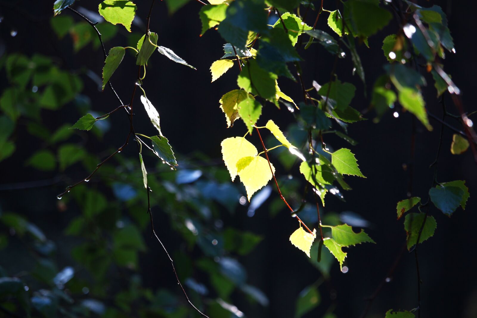 Canon EF-S 55-250mm F4-5.6 IS STM sample photo. Nature, leaves, tree photography