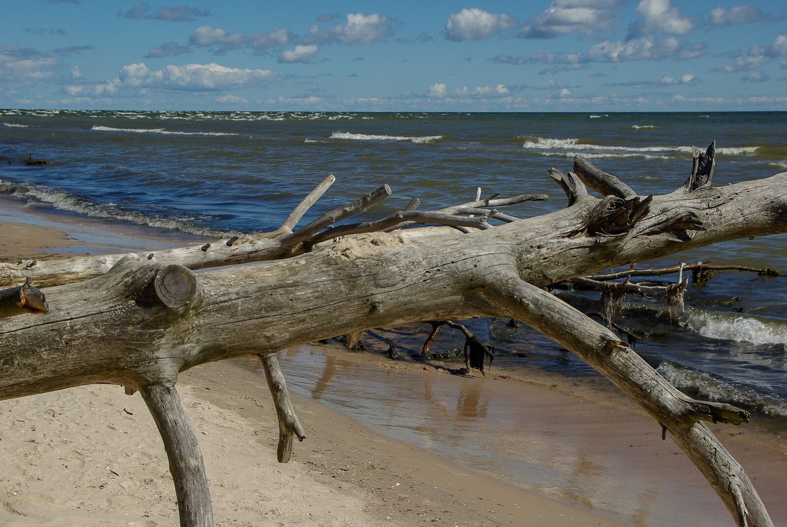 Pentax K10D sample photo. Baltic sea, latvia, driftwood photography