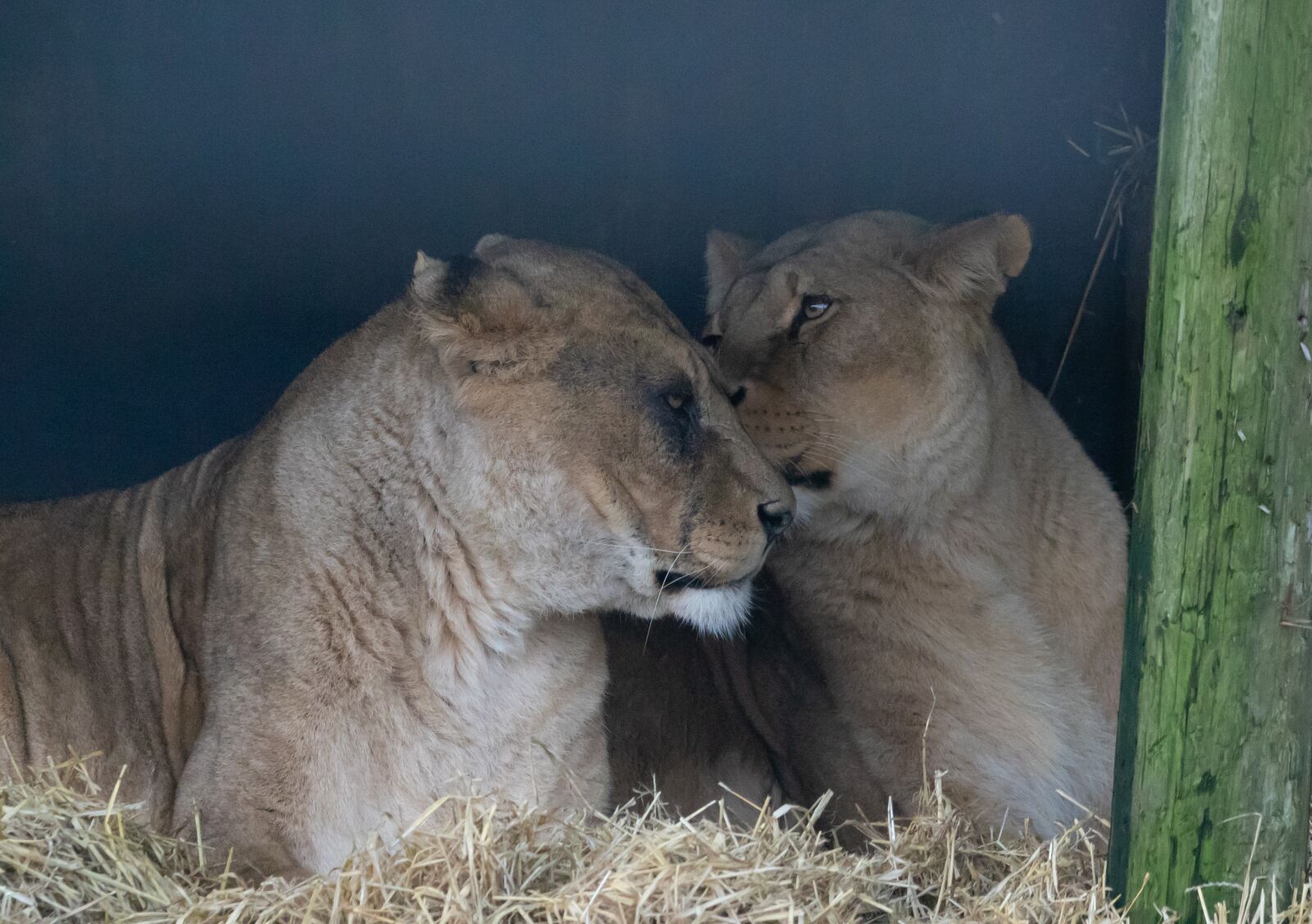 Canon EOS 7D Mark II sample photo. Lioness, hunter, pack photography