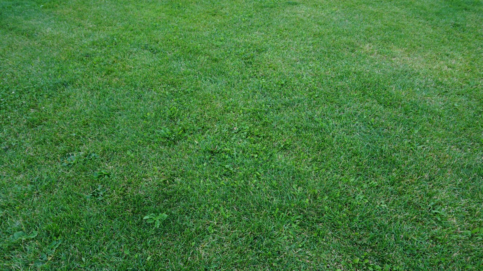 Sony a6000 sample photo. Lawn, grass, green photography