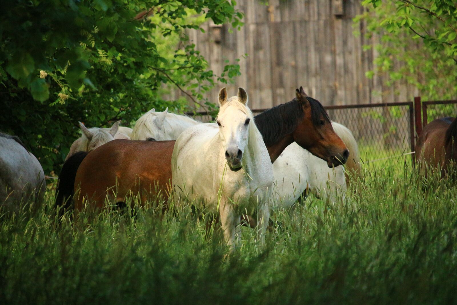 Canon EOS 100D (EOS Rebel SL1 / EOS Kiss X7) sample photo. Horse, flock, mold photography