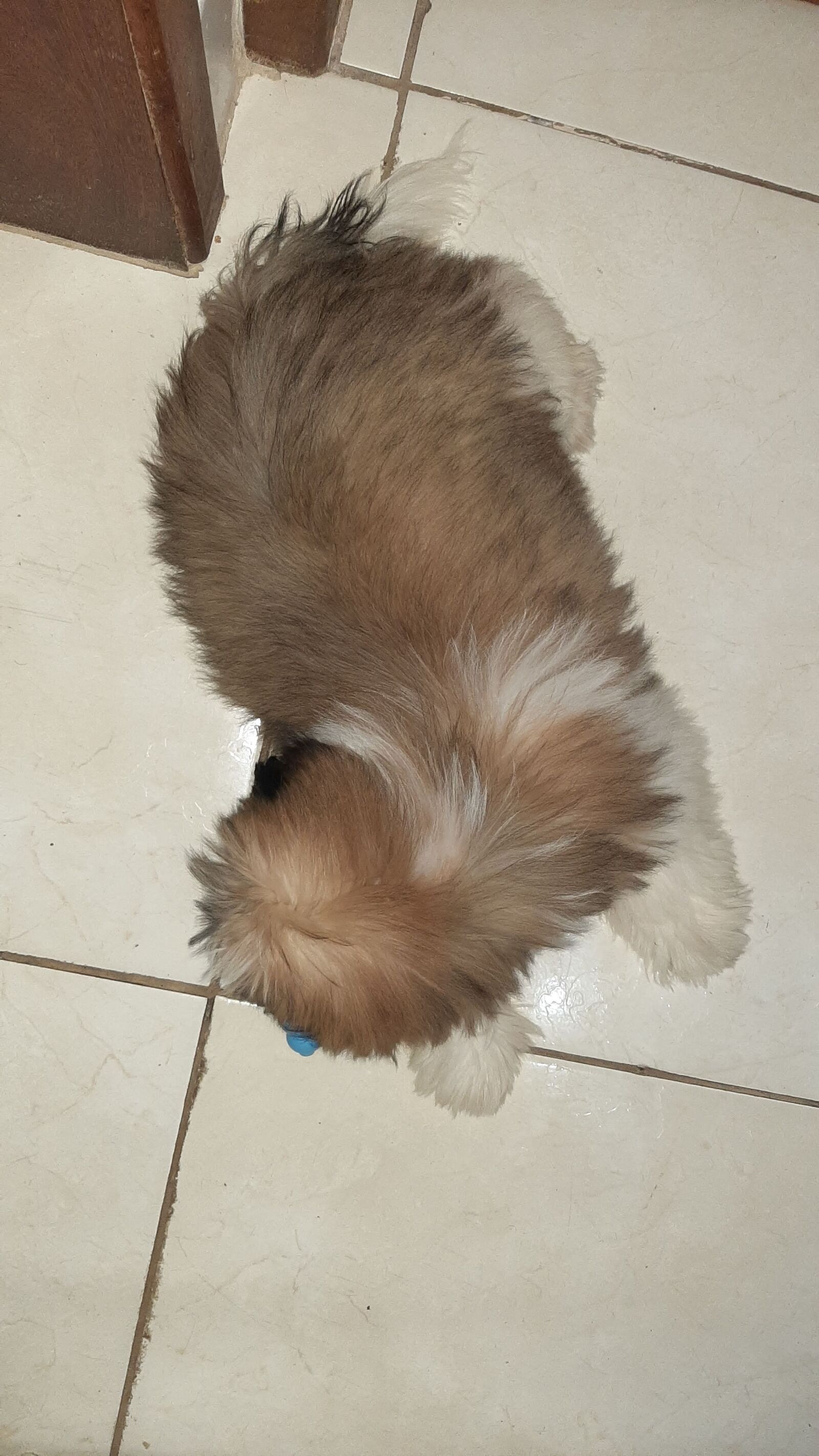 Samsung Galaxy A50 sample photo. Cachorro, shitzu, puppy photography