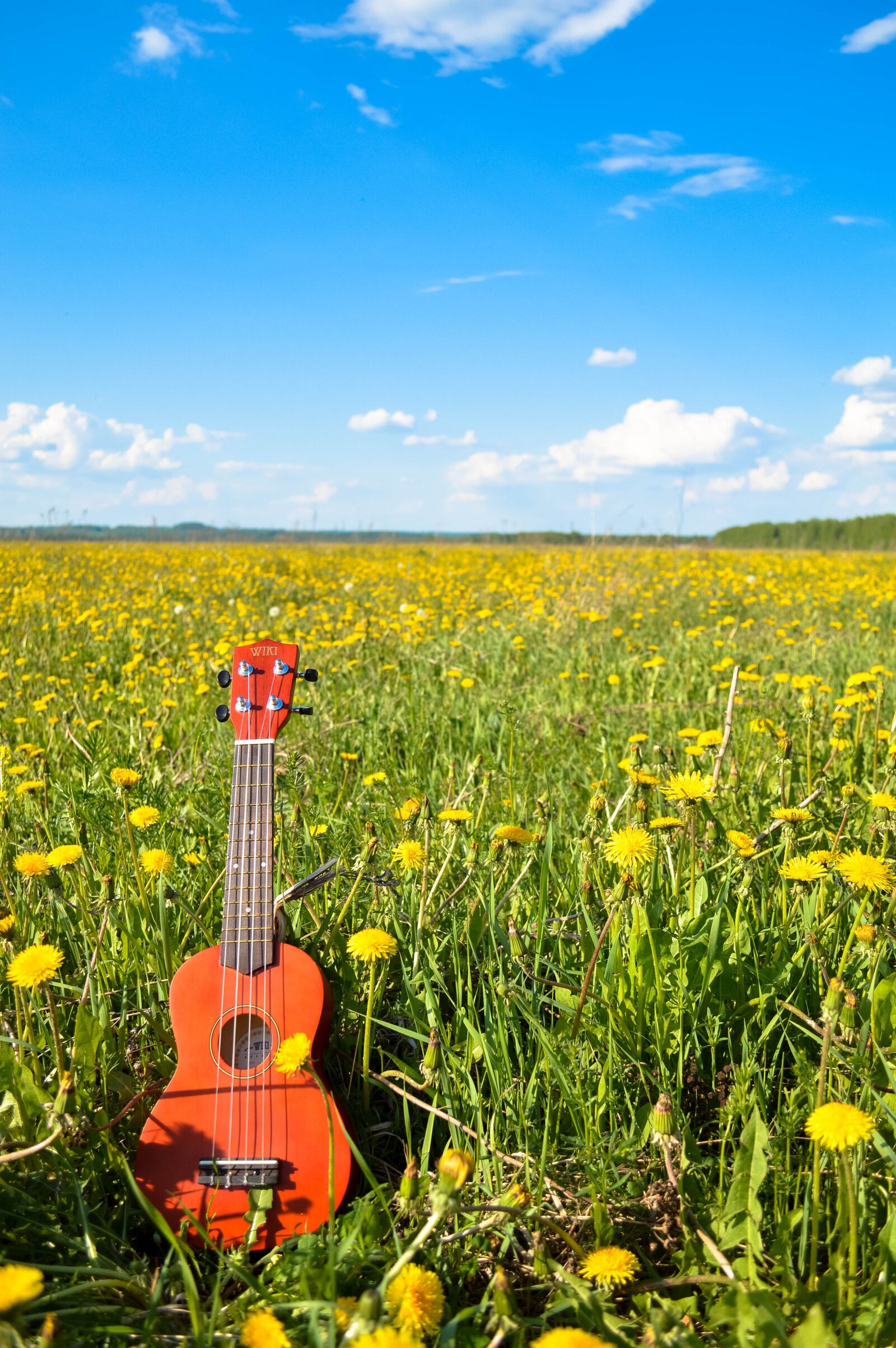 Nikon D3200 sample photo. Flower, guitar, sky photography