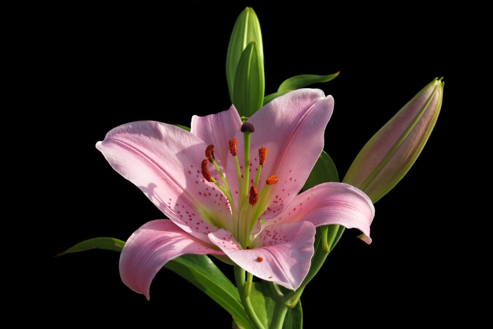 Canon PowerShot G15 sample photo. Lily, blossom, bloom photography