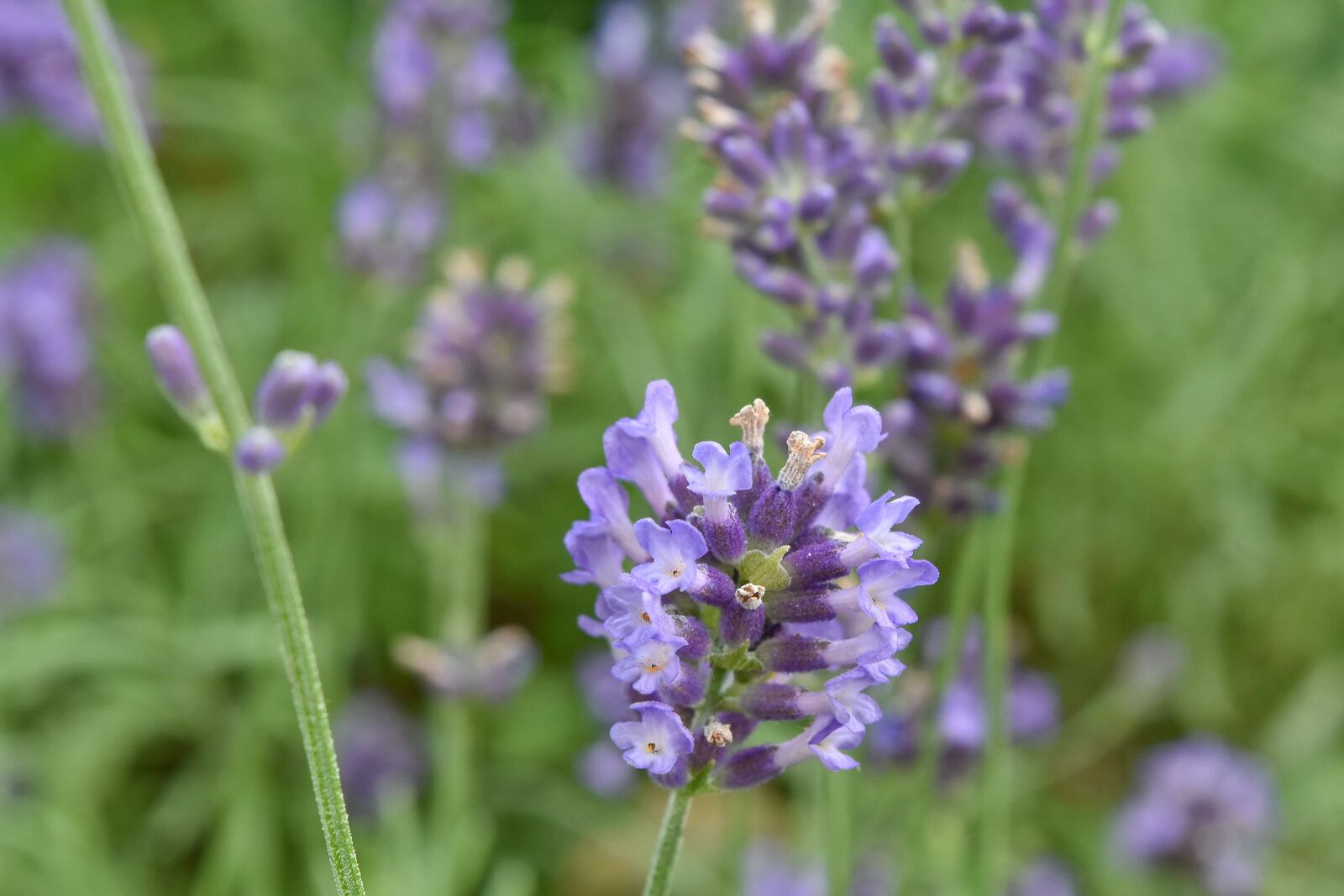 Nikon D5500 sample photo. Aromatic, grass plants, lavender photography