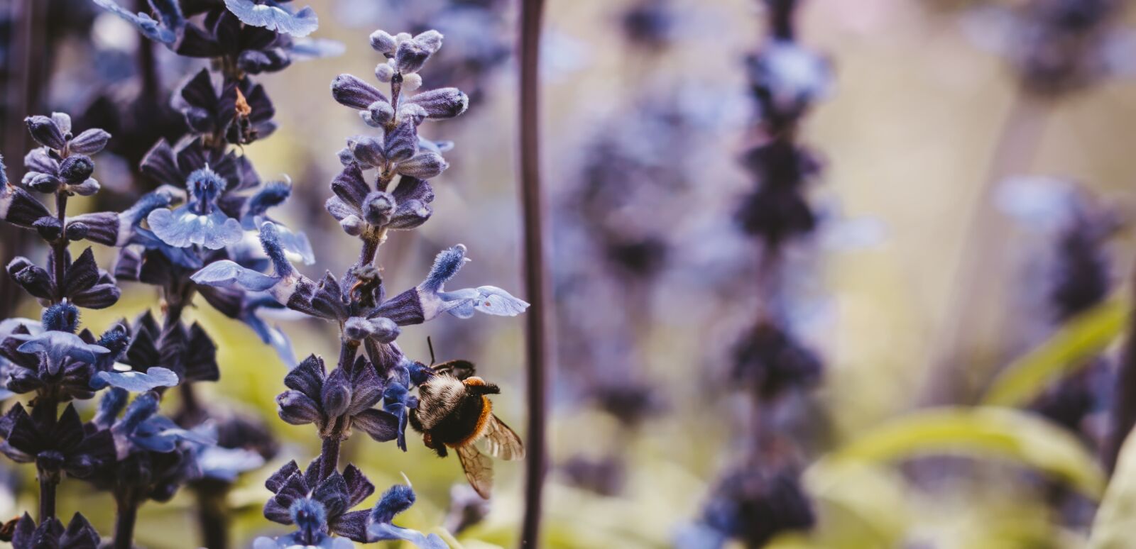 Sony a6300 + Sigma 30mm F2.8 EX DN sample photo. Flowers, nature, bee photography
