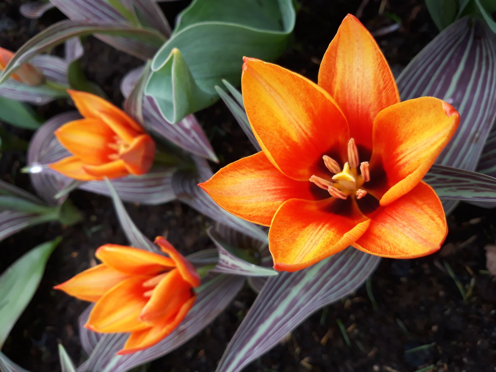Samsung Galaxy J7 sample photo. Flower, garden, nature photography