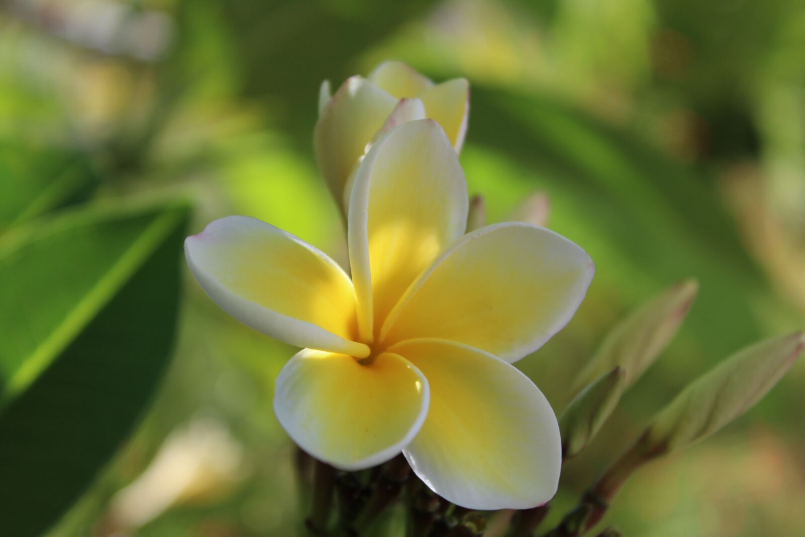 Canon EOS 1200D (EOS Rebel T5 / EOS Kiss X70 / EOS Hi) sample photo. Blossom, bloom, yellow photography