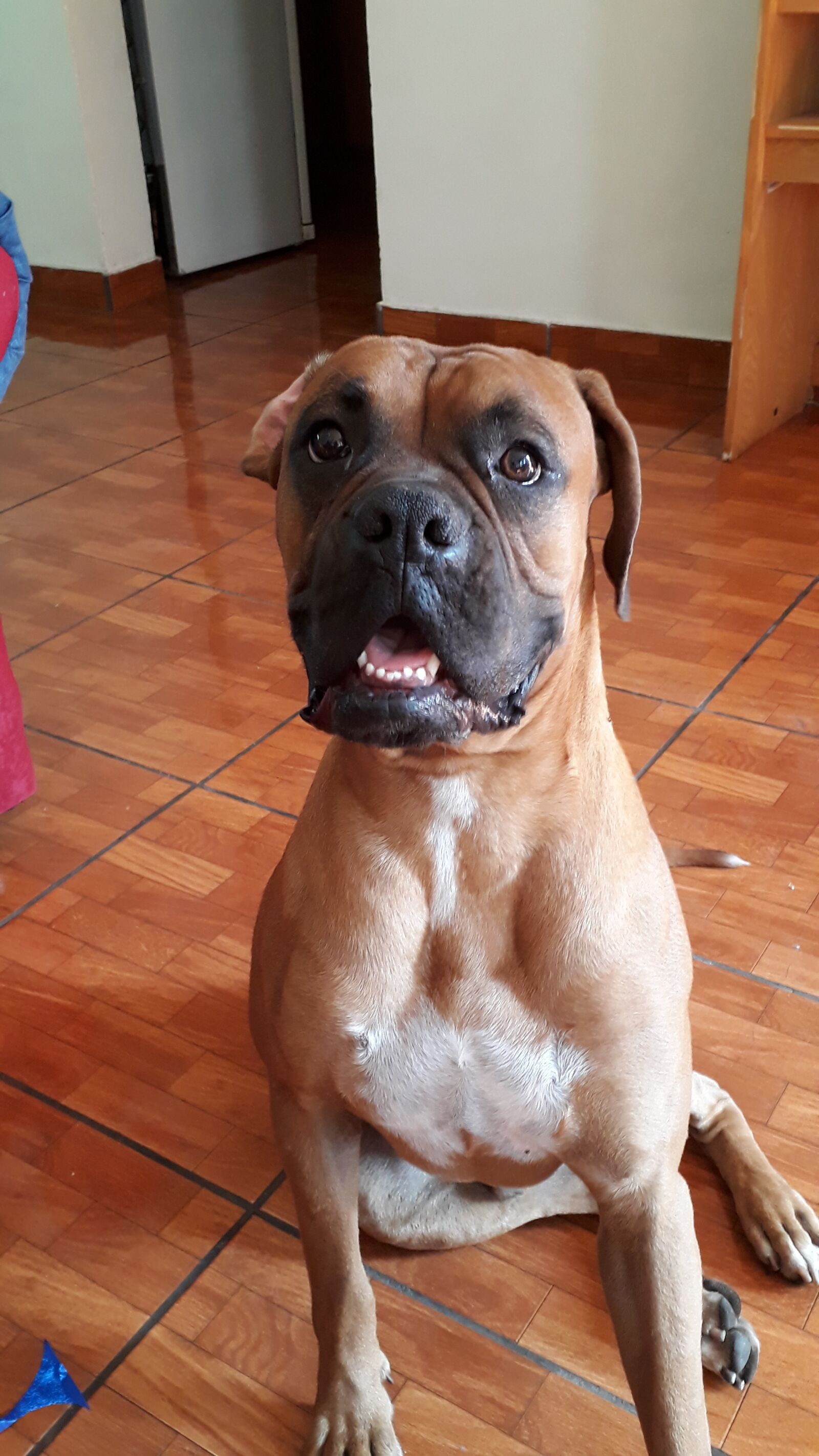 Samsung Galaxy J5 Prime sample photo. Best friend, dog, pet photography