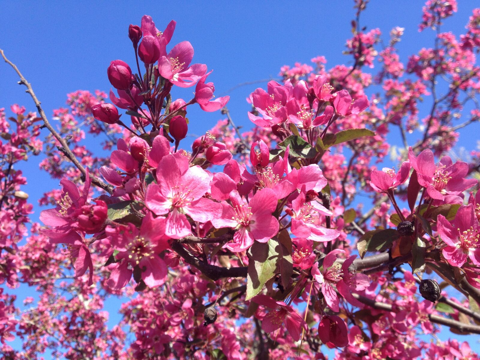 Apple iPhone 4S sample photo. Dogwood, flowering tree, tree photography