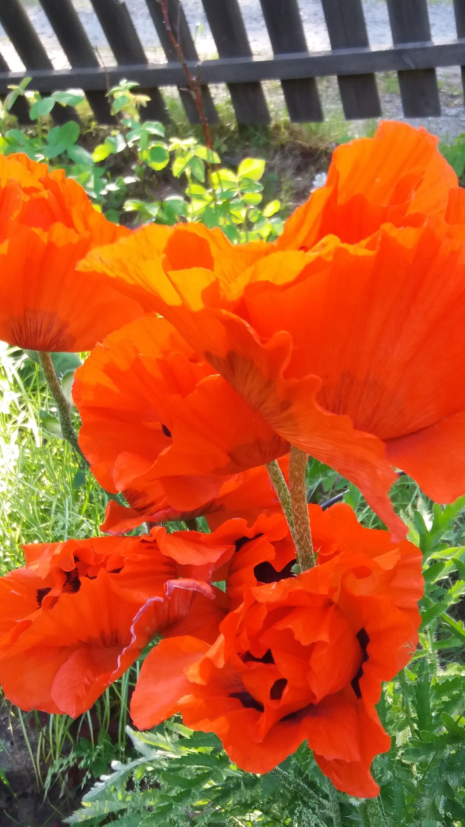 Samsung Galaxy J5 sample photo. Poppy, flowering, summer photography