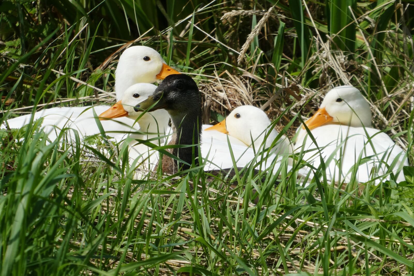 Panasonic Lumix DC-ZS70 (Lumix DC-TZ90) sample photo. Ducks, grass, white photography