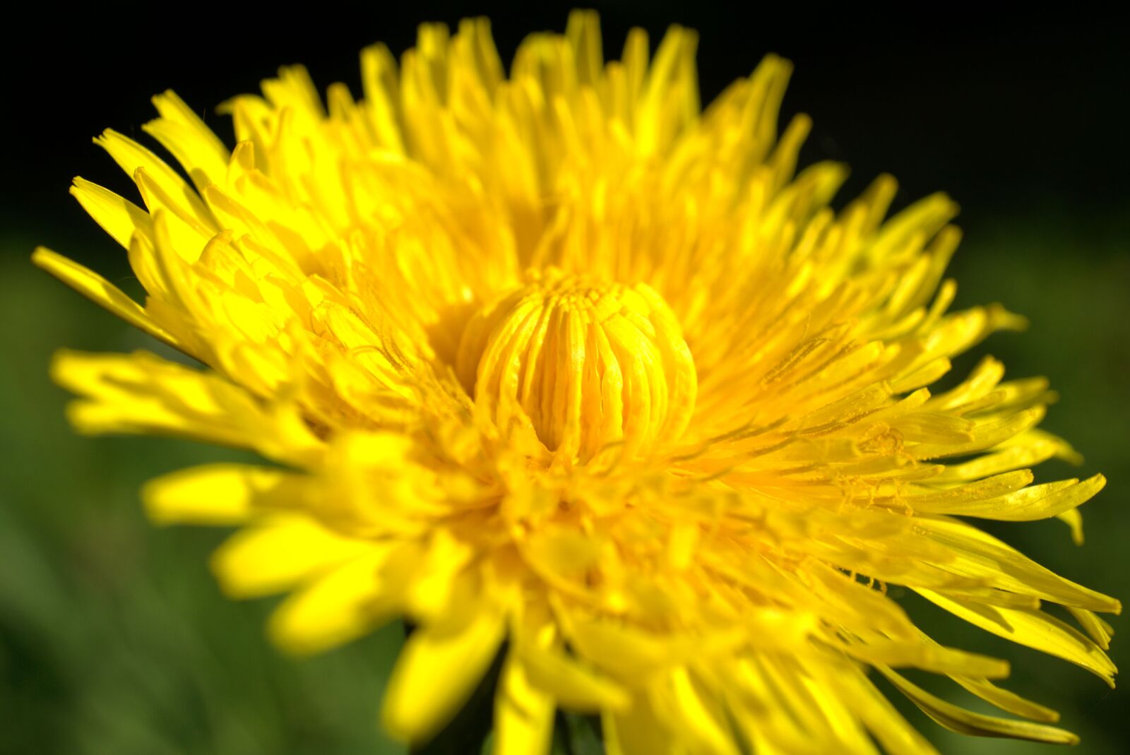 Sony E 30mm F3.5 Macro sample photo. Dandelion, yellow, flower photography