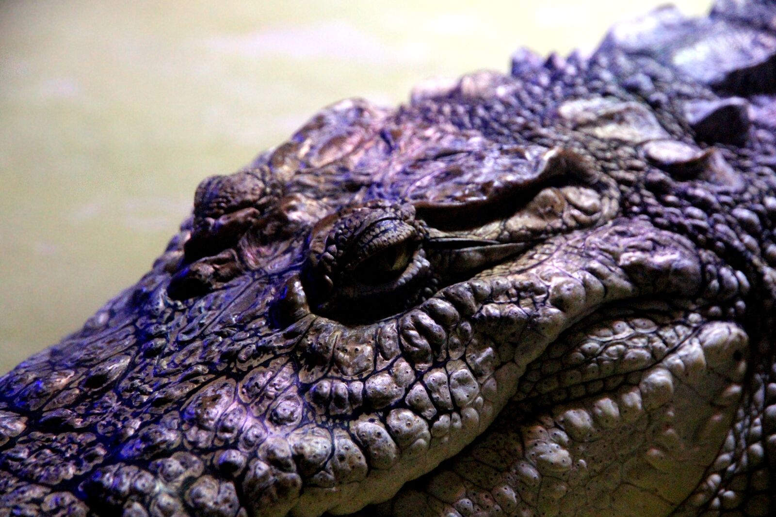 Canon EOS 650D (EOS Rebel T4i / EOS Kiss X6i) sample photo. Crocodile, nile crocodile, crocodylus photography
