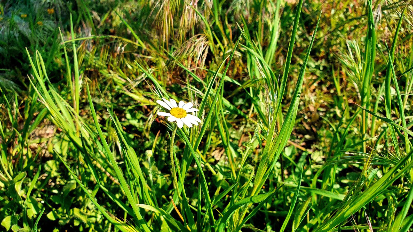 Samsung Galaxy S10e sample photo. Daisy, grass, garden photography