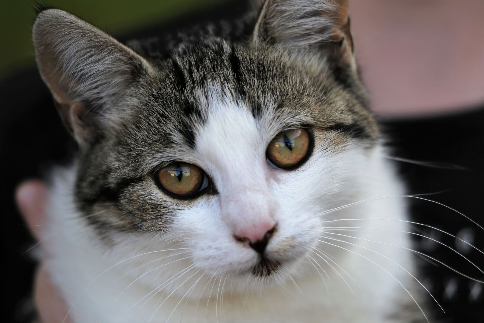 Canon EOS 6D sample photo. Domestic cat, animal, head photography