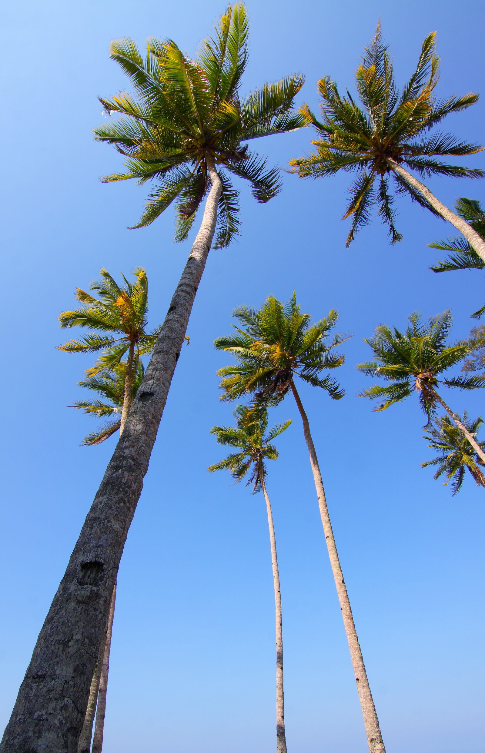 Canon EOS 50D sample photo