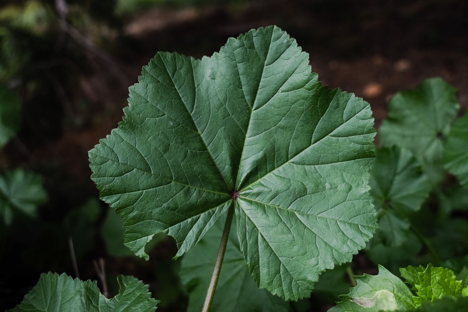 Nikon D3300 sample photo. Mallow, leaf, plant photography