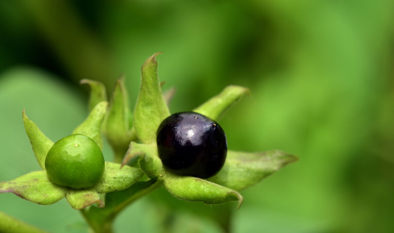 Nikon D750 sample photo. Belladonna, toxic, nachtschattengewächs photography