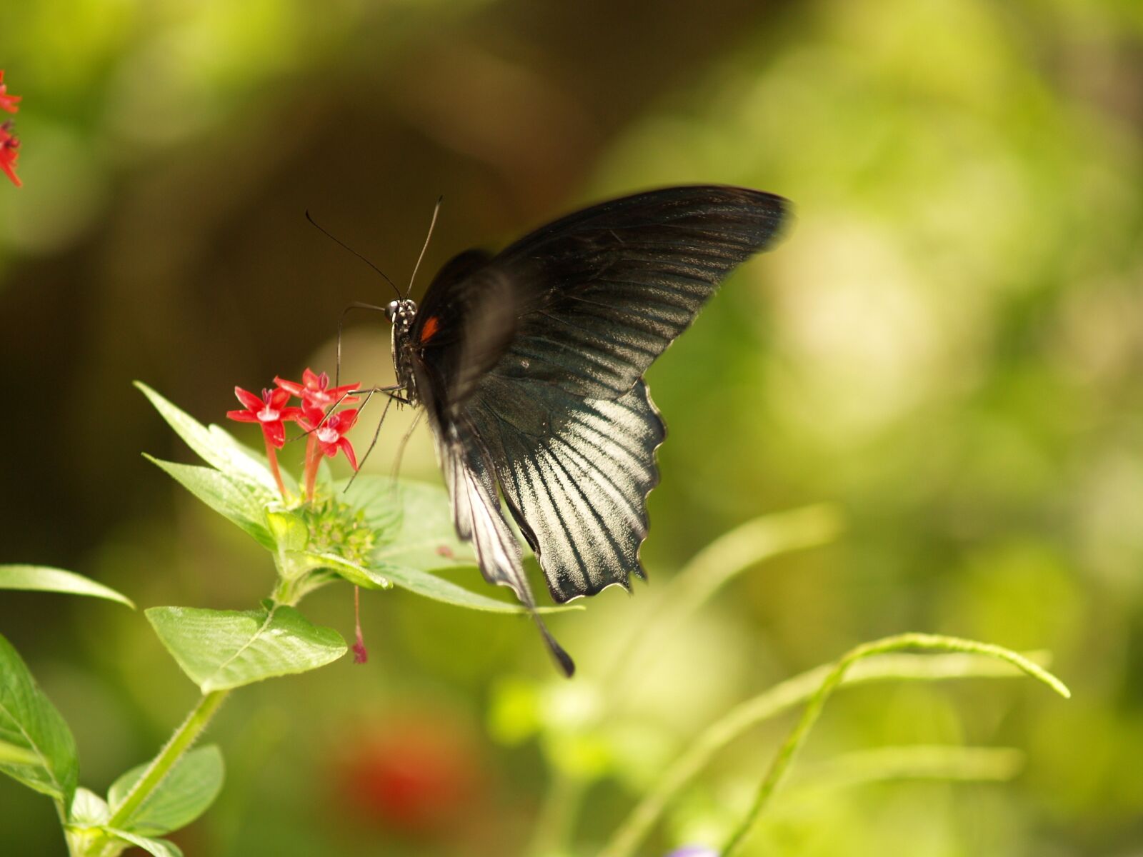 Olympus E-500 (EVOLT E-500) sample photo. Butterfly, butterfly world, florida photography