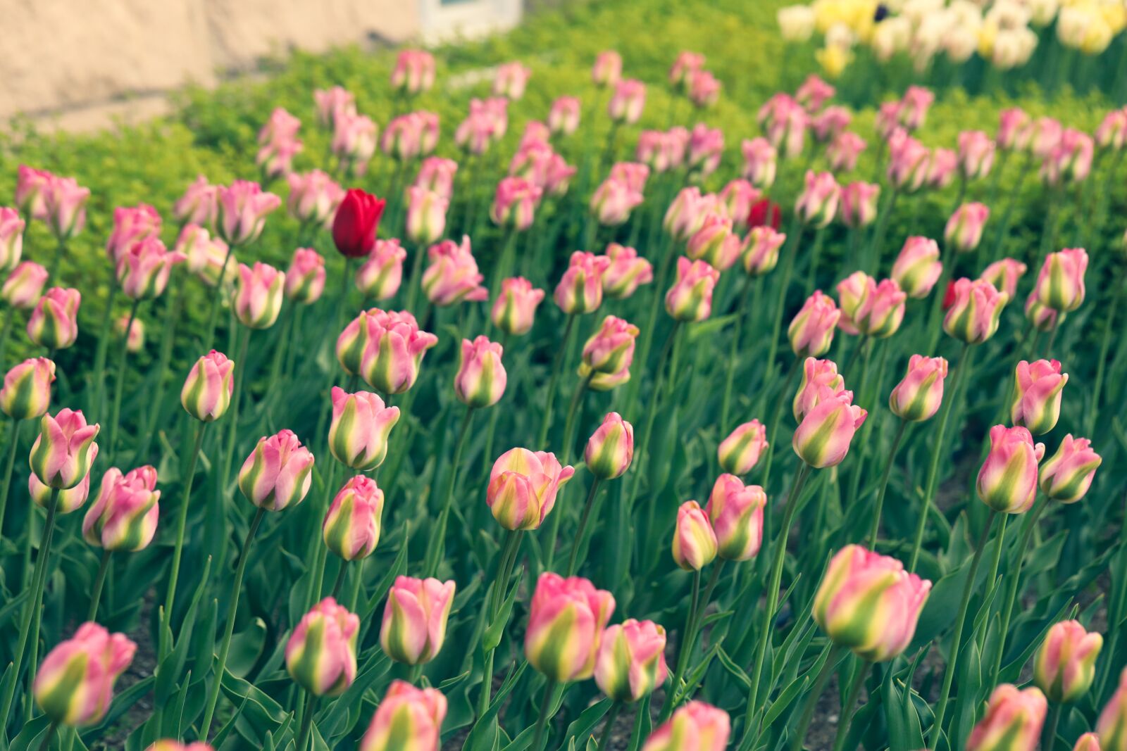 Canon EOS R sample photo. Tulip, flower, garden photography