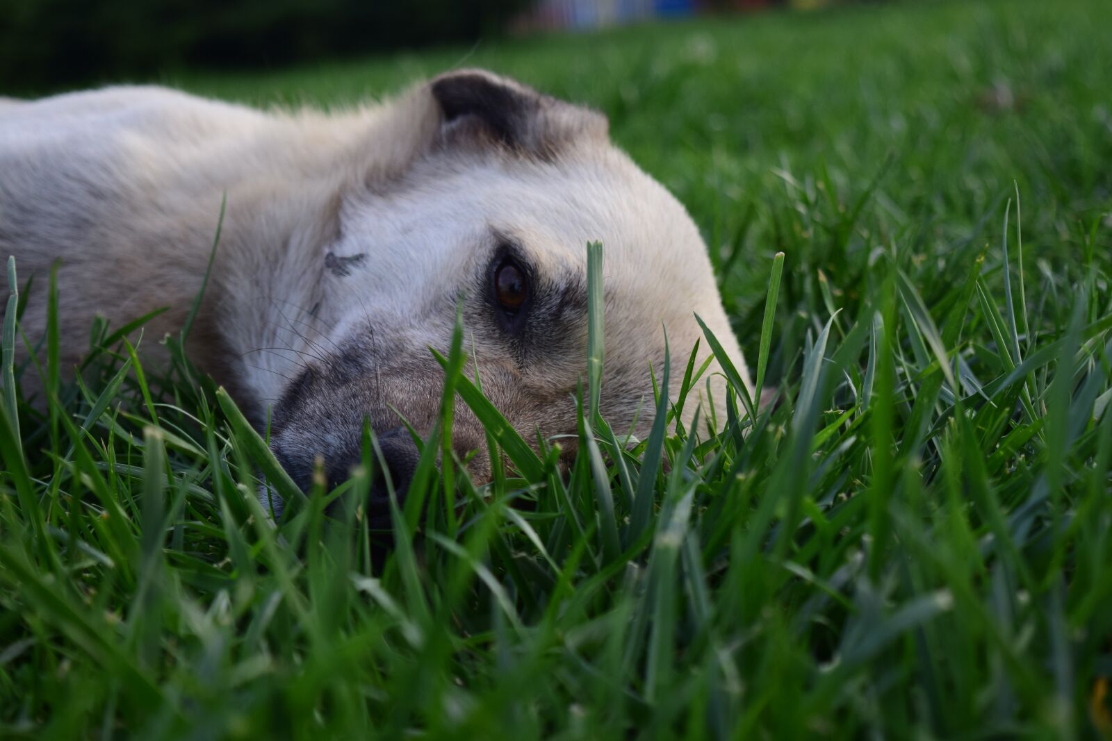 Nikon D5300 sample photo. Dog, animal, nose photography