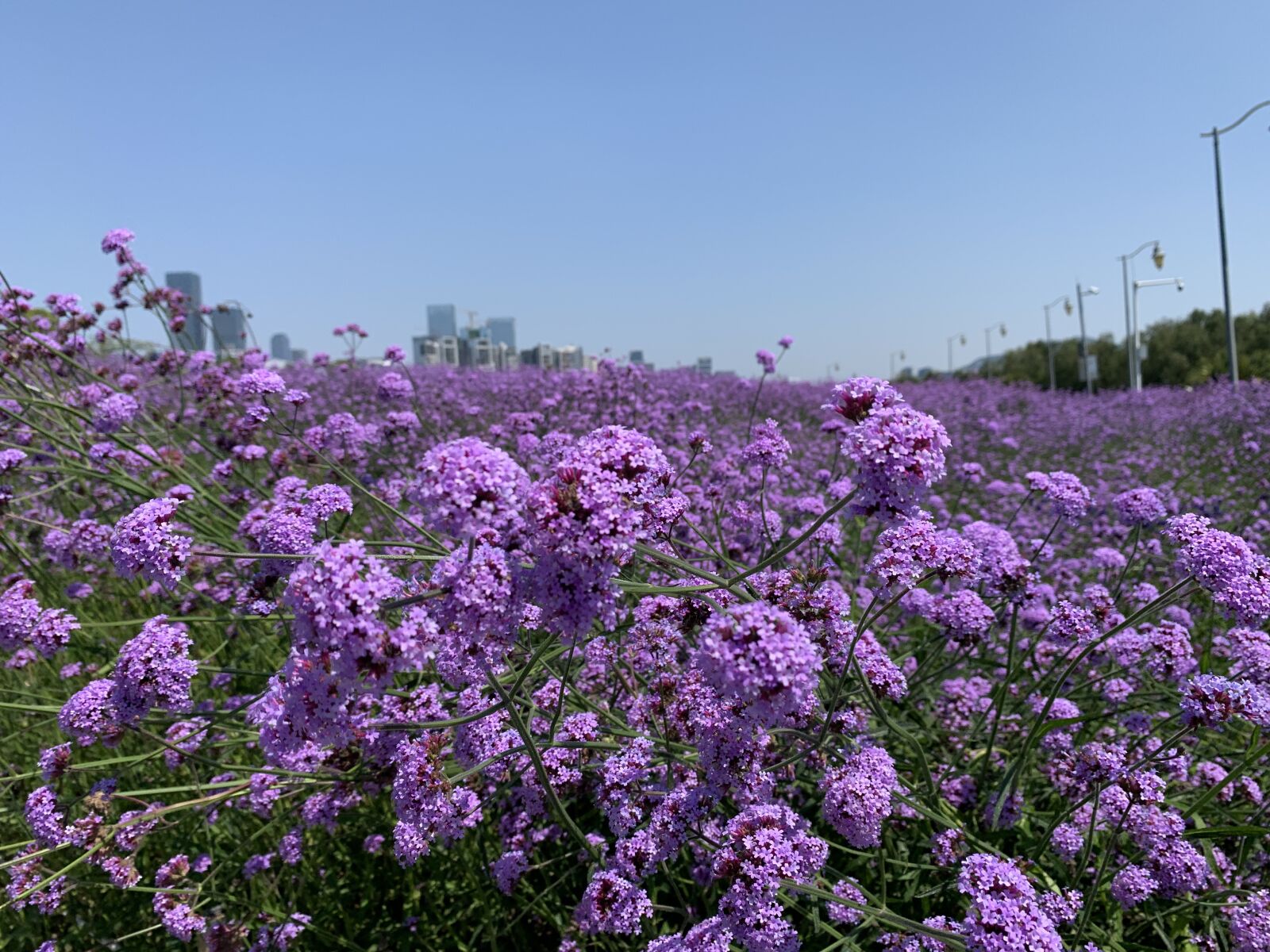 Apple iPhone XS sample photo. Flowers, purple, sea of photography