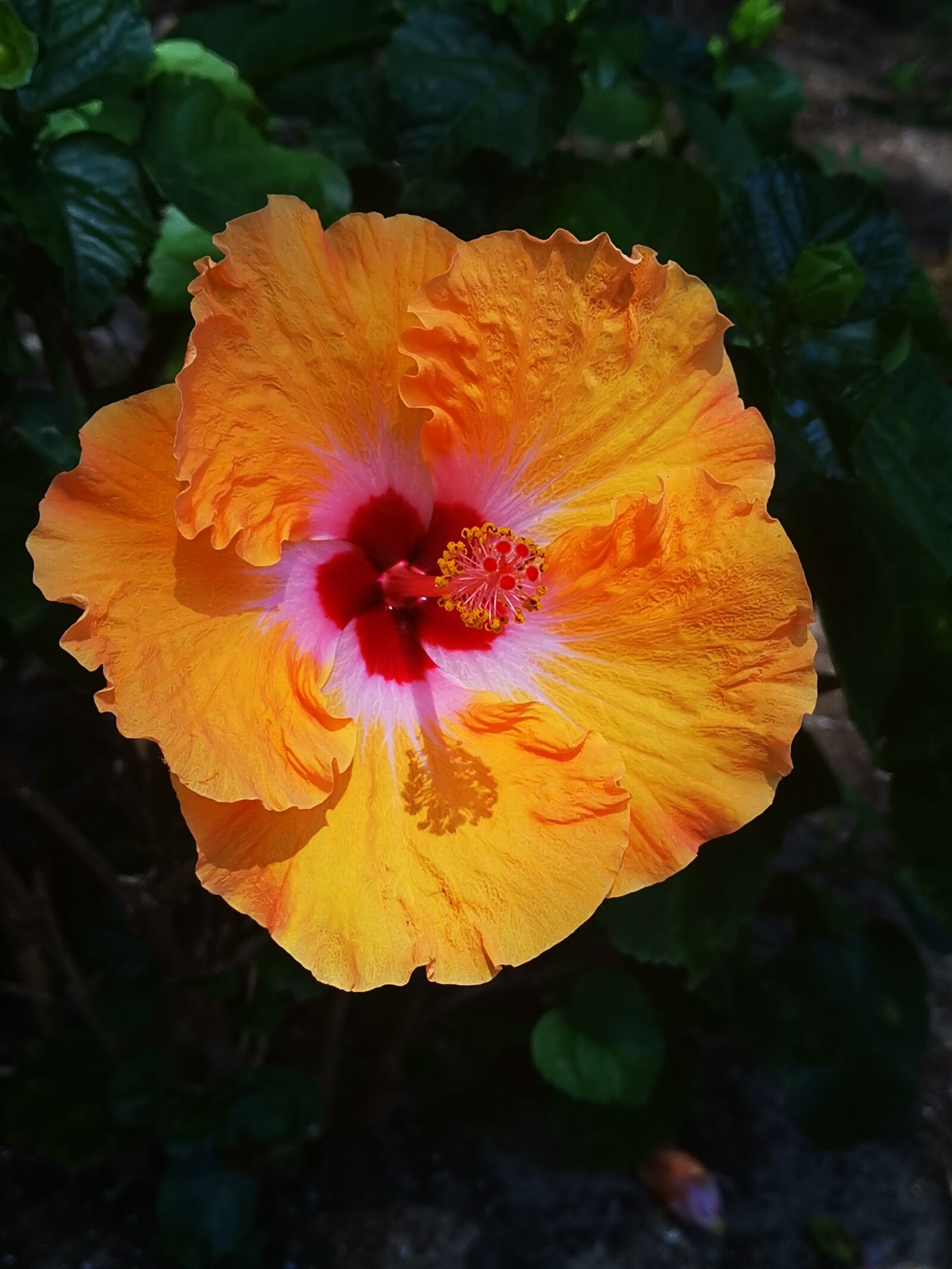 HUAWEI HMA-L29 sample photo. Flower, macro, detail photography