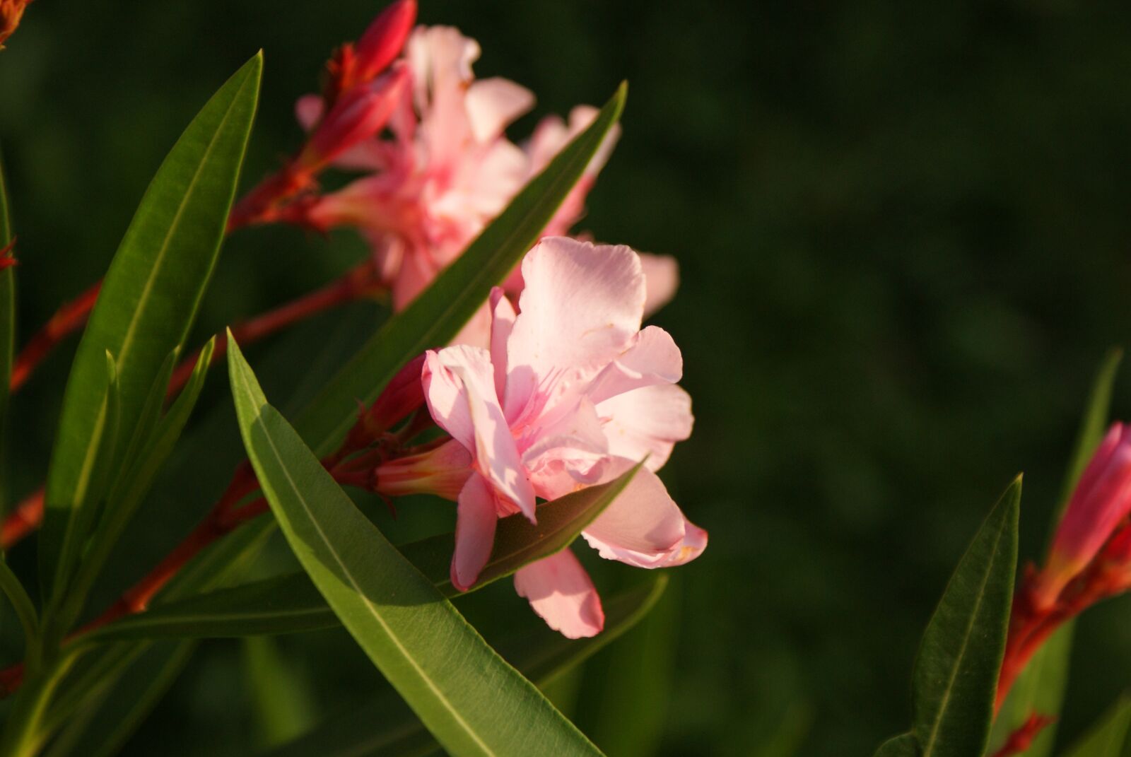 Sony Alpha DSLR-A200 sample photo. Flowers, pink, garden photography