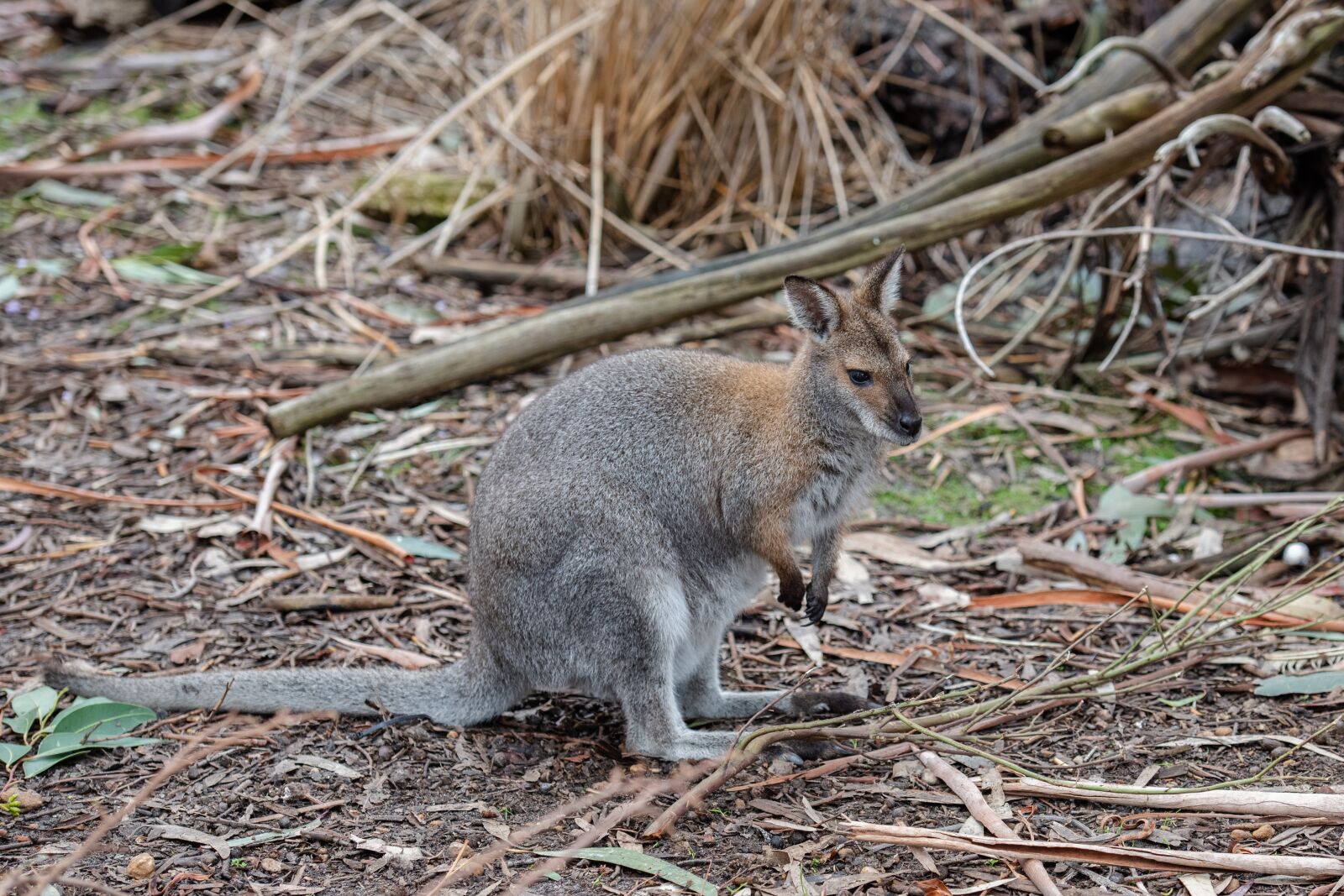 Nikon D750 sample photo. Red necked wallaby, wallaby photography