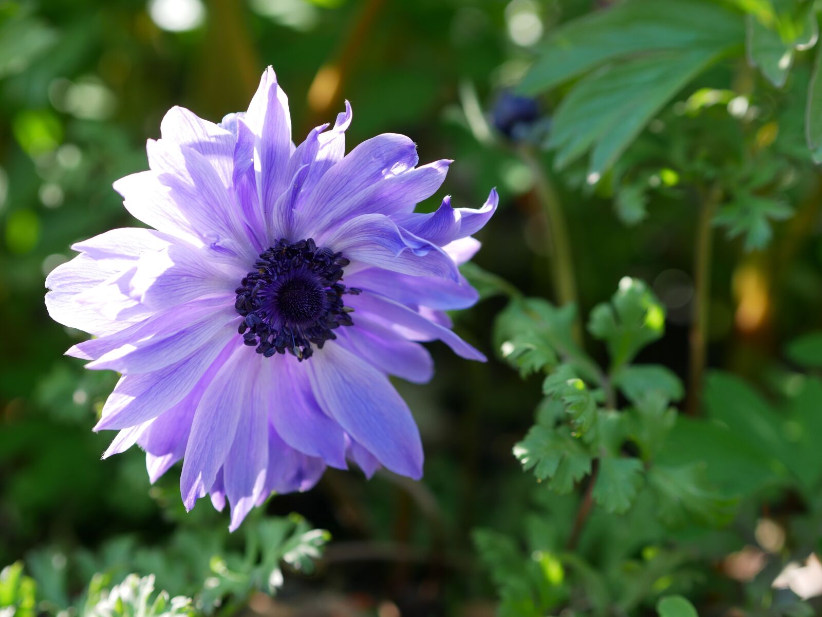 Panasonic Lumix DMC-GX85 (Lumix DMC-GX80 / Lumix DMC-GX7 Mark II) sample photo. Anemone, spring, blossomed photography