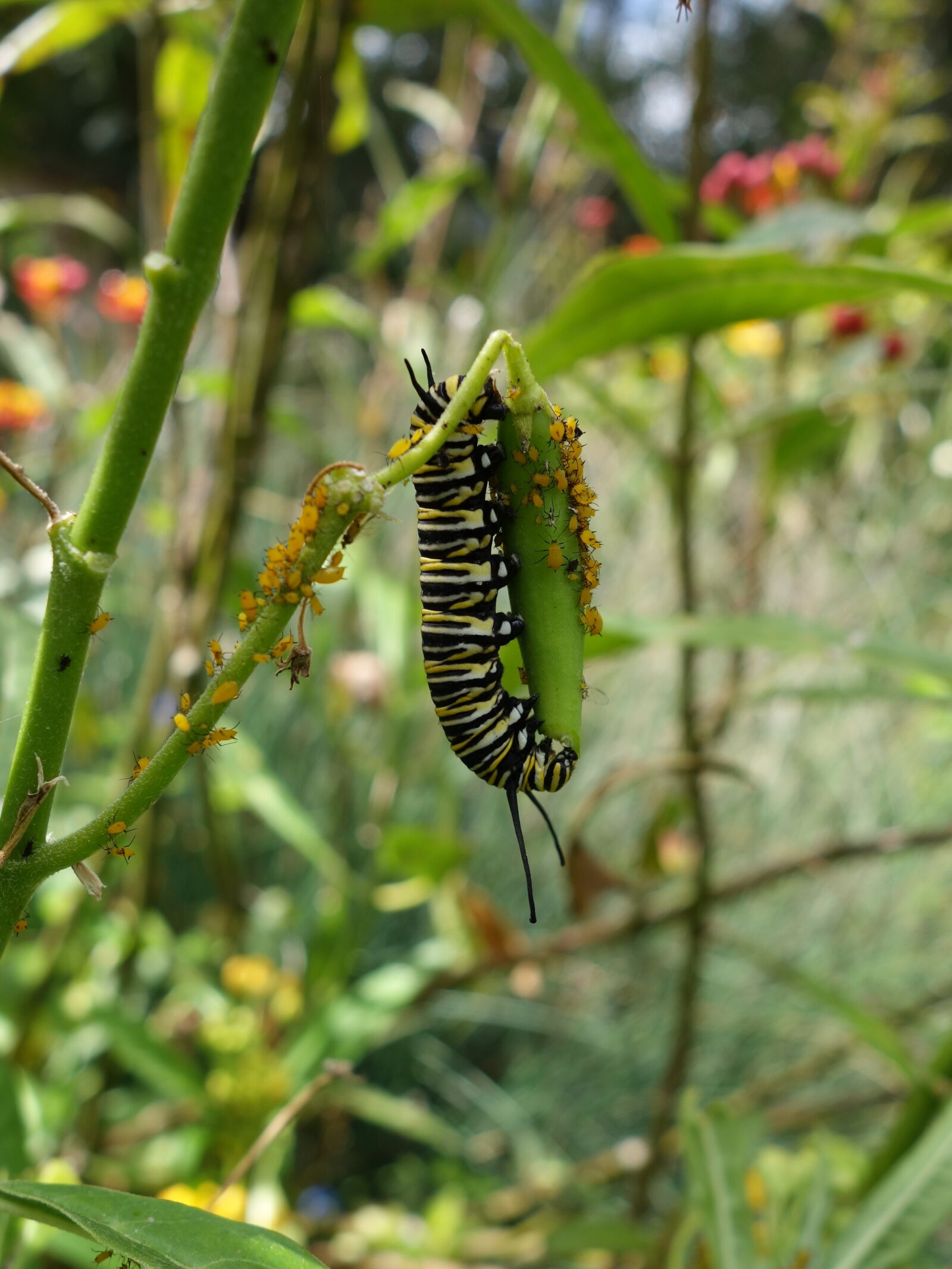 Sony Cyber-shot DSC-RX100 II sample photo. Caterpillar, monarch, garden photography