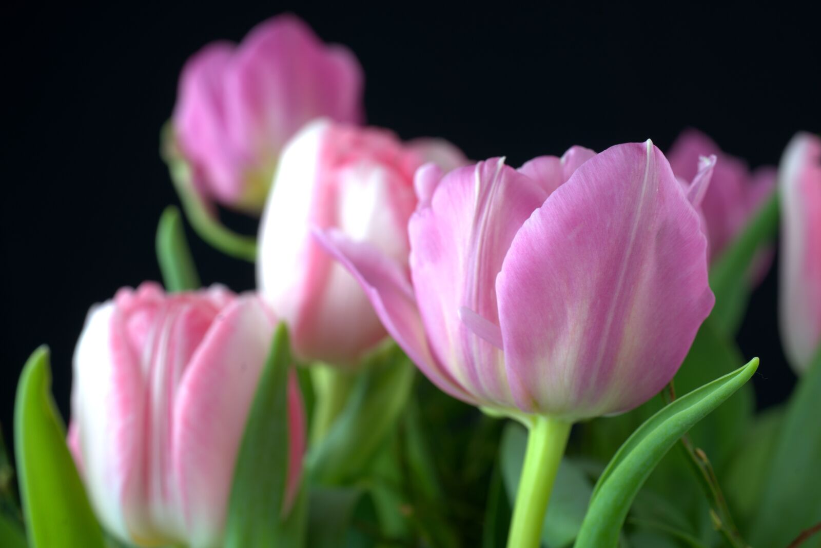 Sony FE 50mm F2.8 Macro sample photo. Tulip, spring, celebration photography