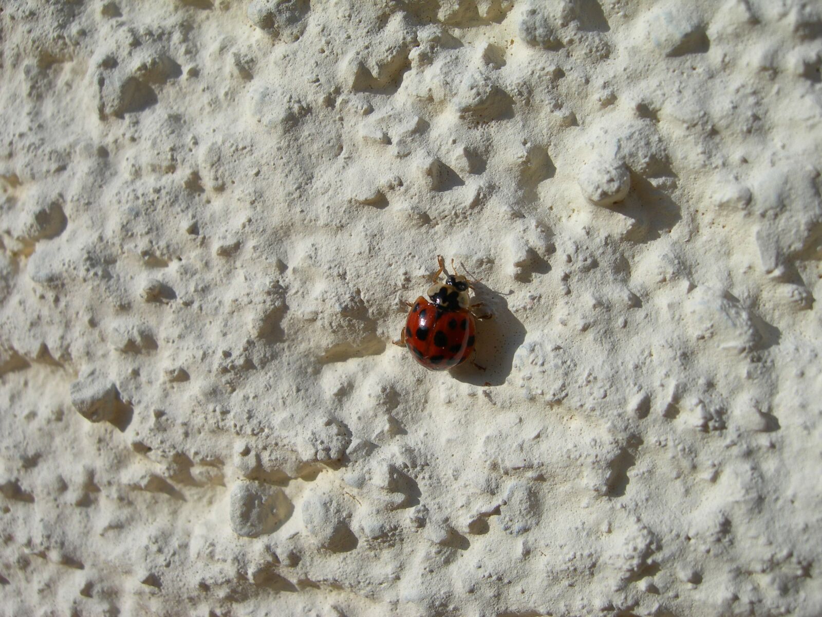 Nikon E7600 sample photo. Ladybug, insect, beetle photography
