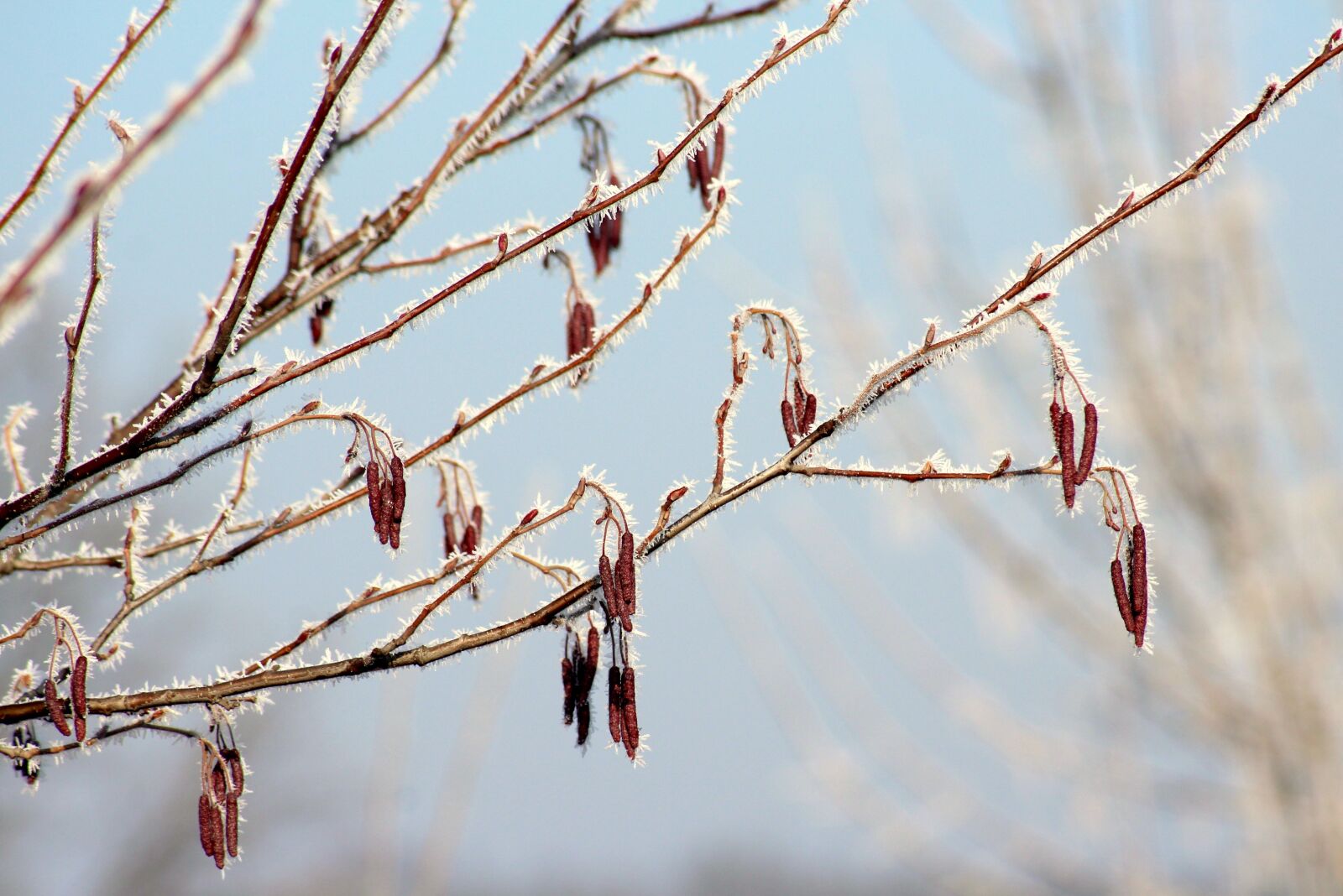 Canon EOS 1200D (EOS Rebel T5 / EOS Kiss X70 / EOS Hi) sample photo. Winter, branch, tree photography