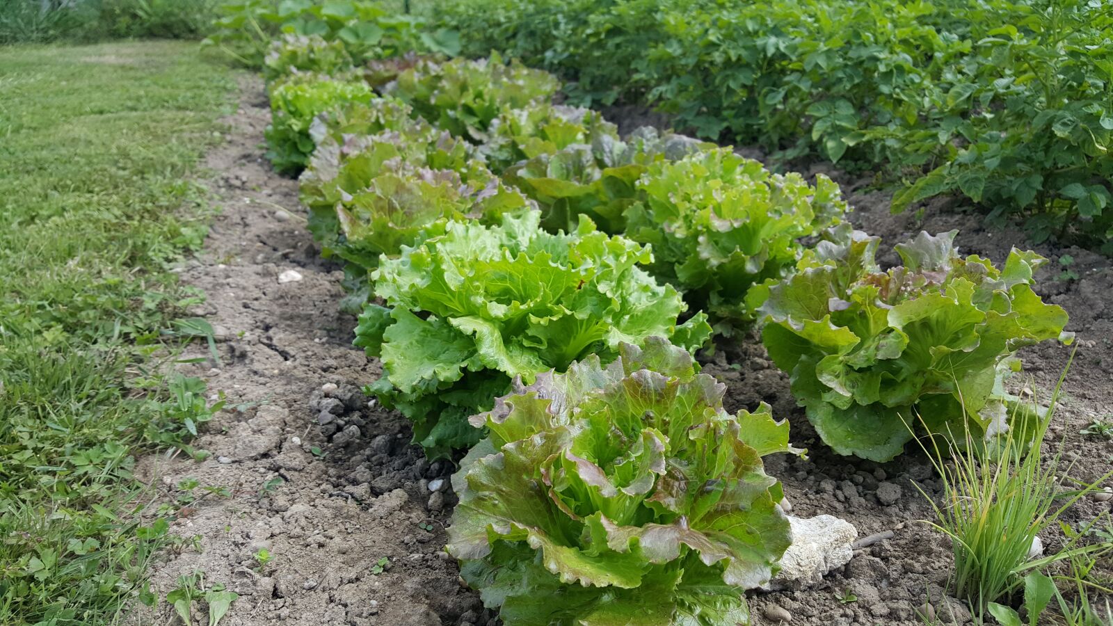 Samsung Galaxy S6 sample photo. Plant, farm agriculture, nature photography