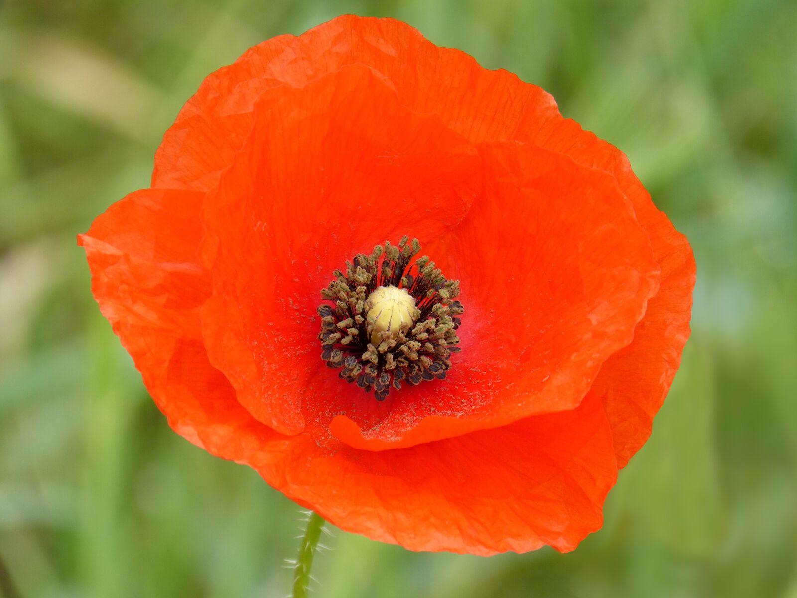 Panasonic DMC-FZ62 sample photo. Poppy, red, flower photography